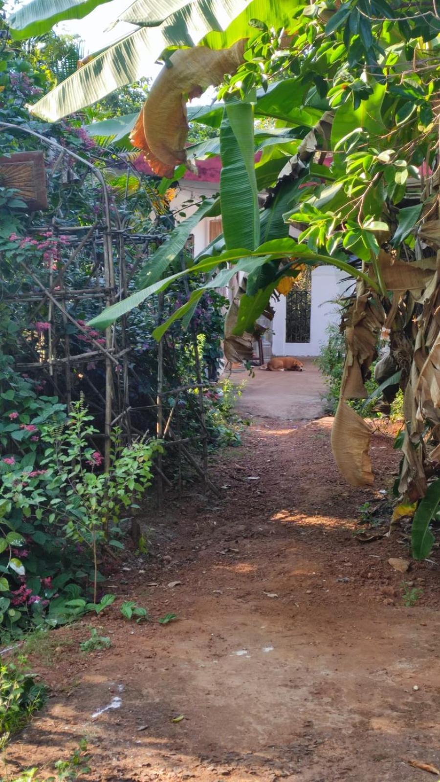 Hill View Guest House Anjuna Bagian luar foto
